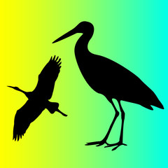 birds vector illustration