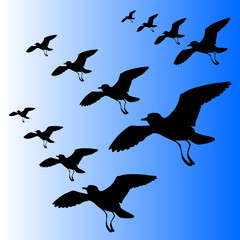 birds vector illustration