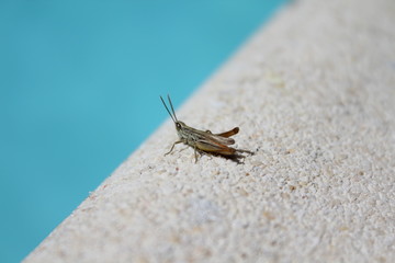 Sauterelle en vacances