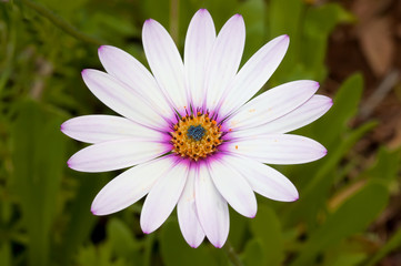 Obraz premium Simplicity