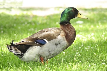 wild duck