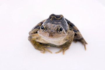 Common frog