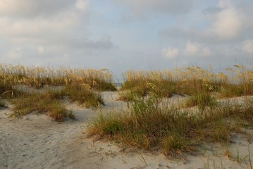 Sea Oats