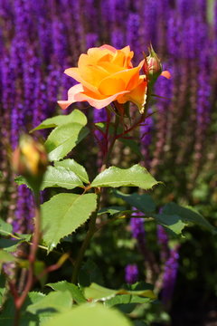 Fototapeta Rose