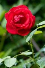 Rote Rose
