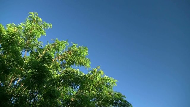 acacia