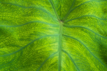 green leaf