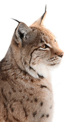 Lynx