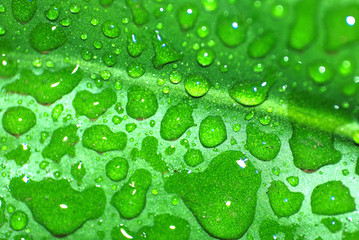 HIDRATACIÓN VEGETAL