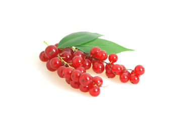 Johannisbeeren