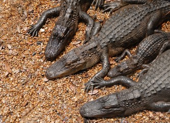 alligators