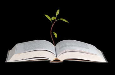 Avocado seedling growing from an open book