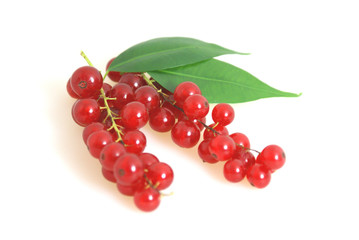 Johannisbeeren