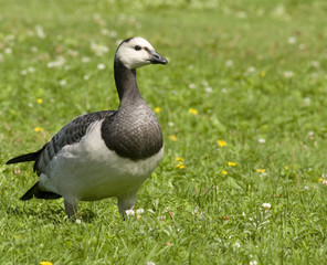 Canadian Goose