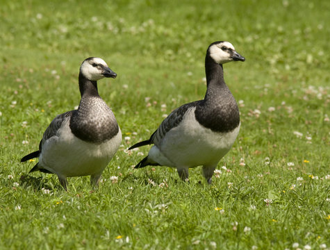 Barnacle goose in the grass