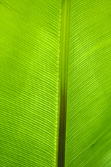 Fern leaf
