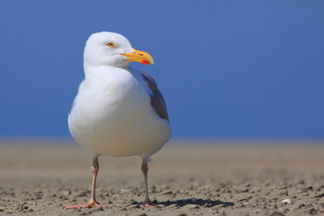 Fototapeta premium Möwe