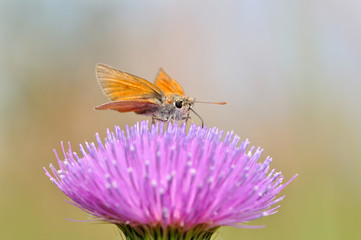 Orange butterfly eating honey dew on welted thistle