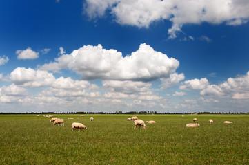 Obraz premium Sheep in flat landscape