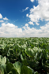 Sprouts in the fields
