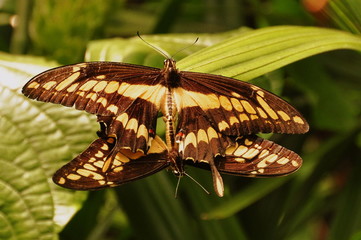 Mating King Swallowtail Butterflies