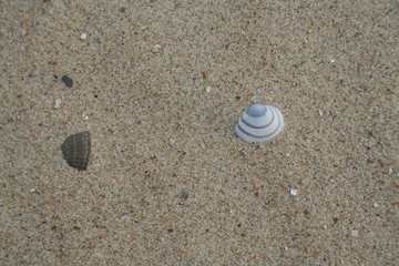 Fototapeta na wymiar Strand - Muscheln - Tekstury