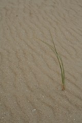 Sand mit Strandhafer