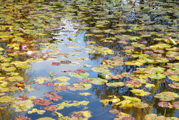 Herbstblätter auf Wasseroberfläche