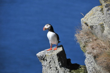 papageientaucher Island