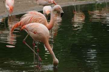 Flamingos