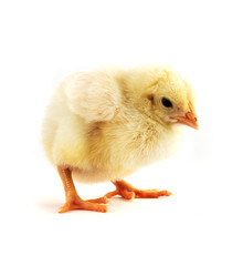 The yellow small chick