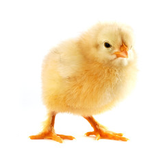 Obraz premium The yellow small chick