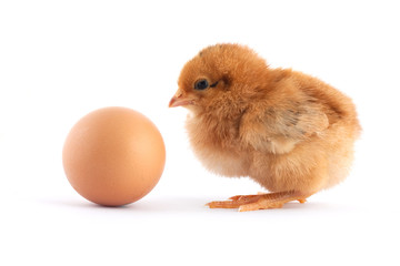 The yellow small chick with egg
