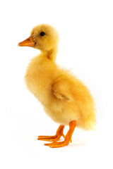 The yellow small duckling
