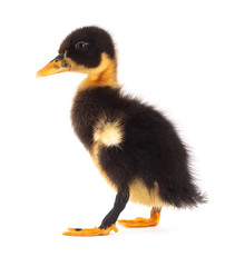 The black small duckling