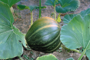 Calabaza en huerto