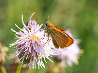 Dickkopffalter, makro