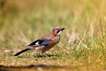 geai chênes oiseau plumage garrulus glandarius