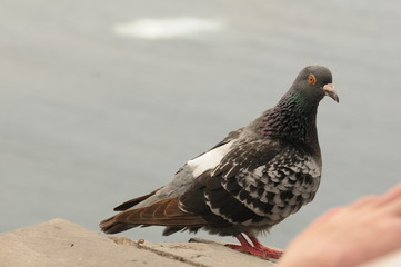 Taube