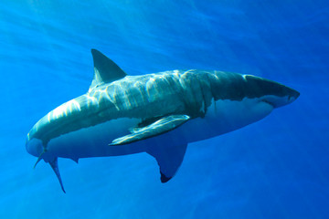 Great White Shark