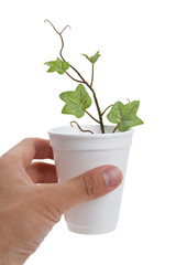 Disposable Cup and plant