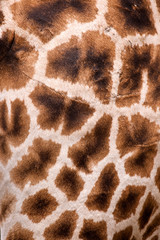 Obraz premium Giraffe fur