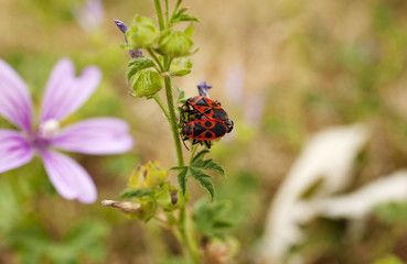 Coleotteri Trichodes