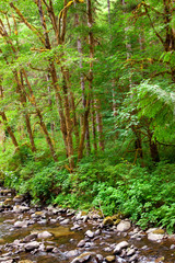 Green trees and creek