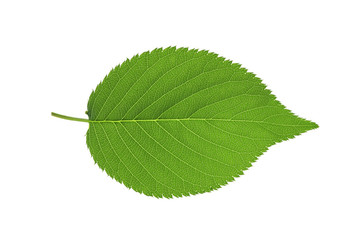 Fototapeta premium 葉
