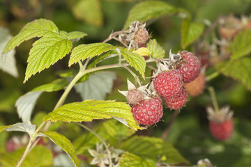 Raspberries