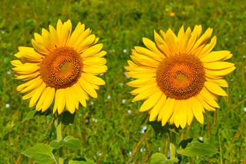 Obraz premium Loving couple