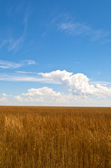Field of straw in southern Colorado, USA