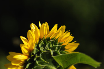 Helianthus annuus