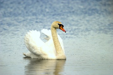 Naklejka premium bird